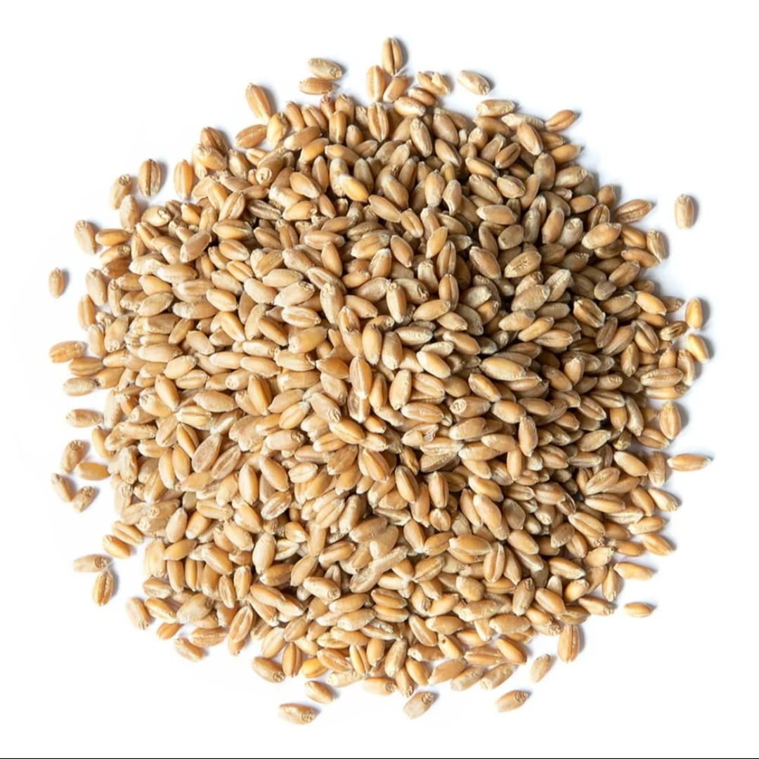Indian Organic Whole Wheat - Wholesale Supplier