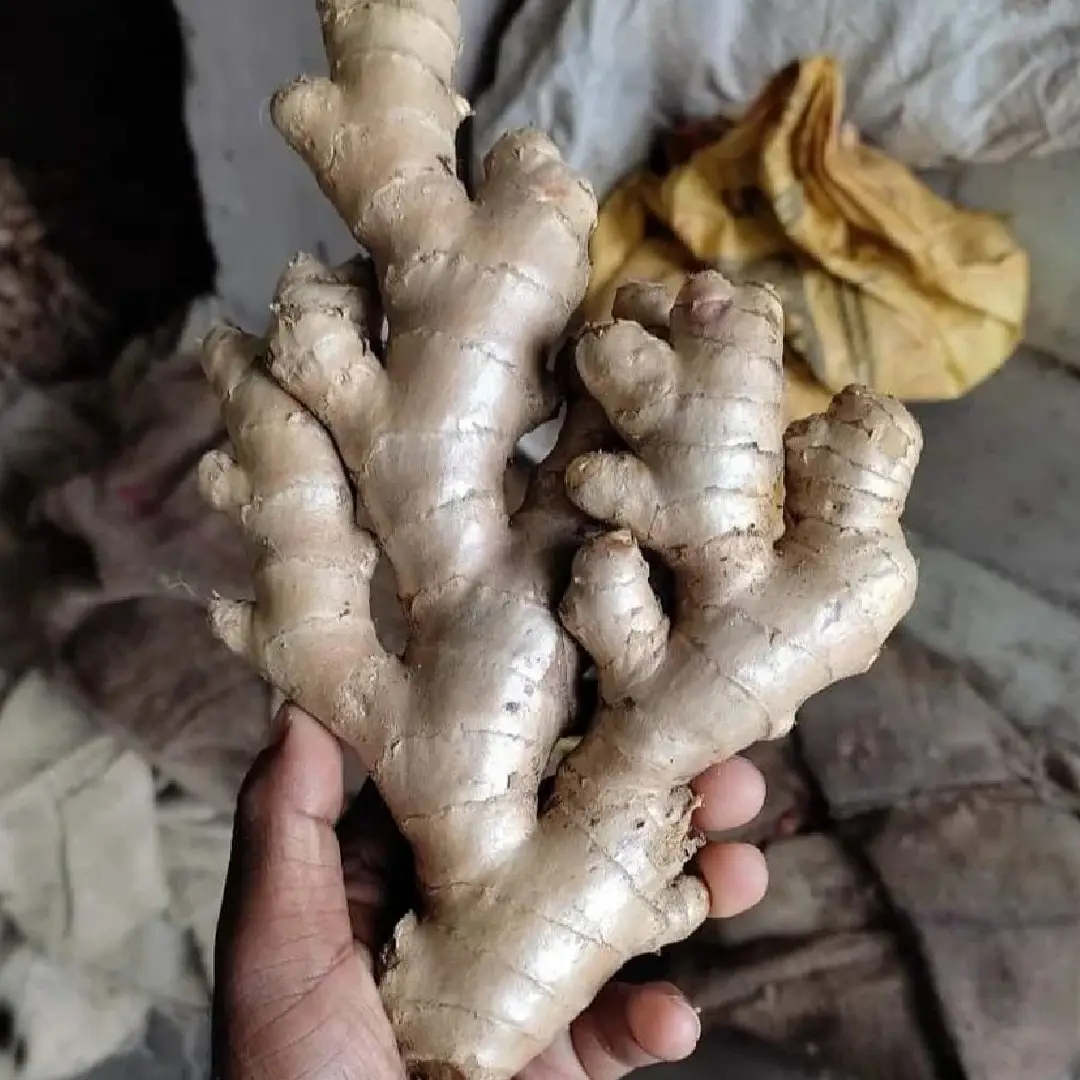 Fresh Aromatic Ginger – Wholesale & Supplier from India