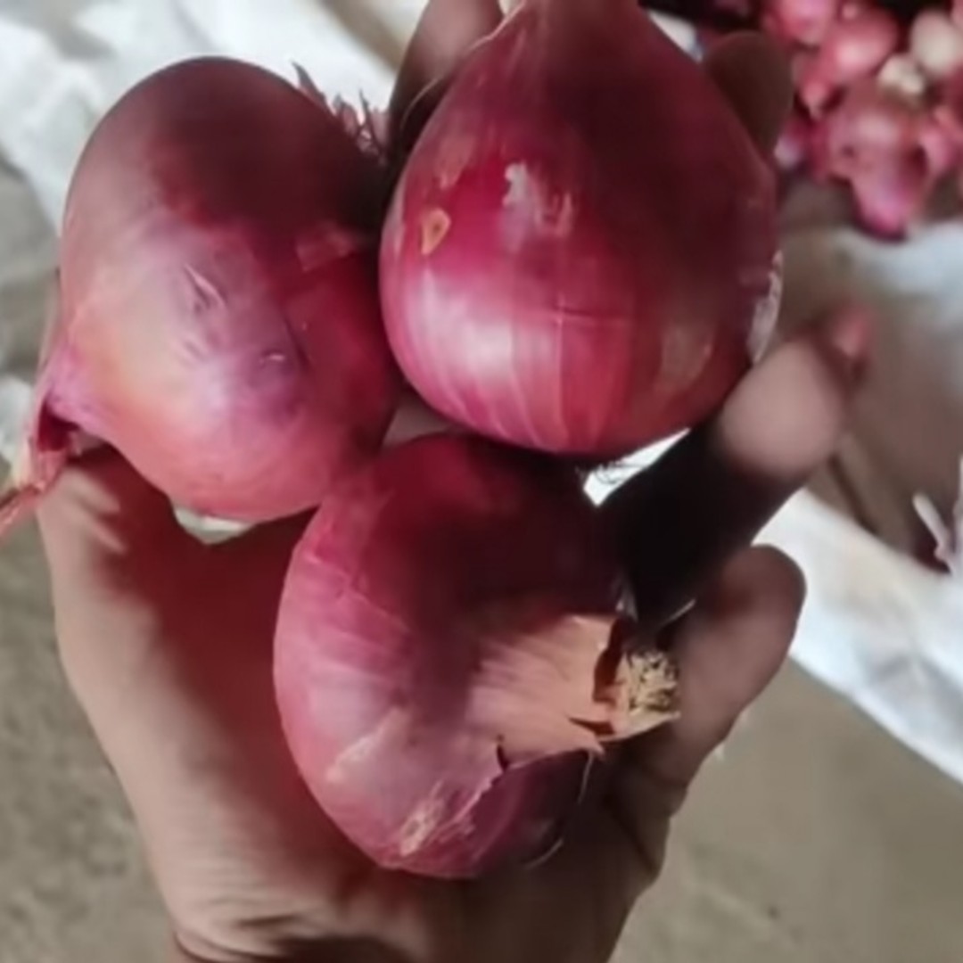 Fresh Organic Onion Wholesale | Trusted Supplier
