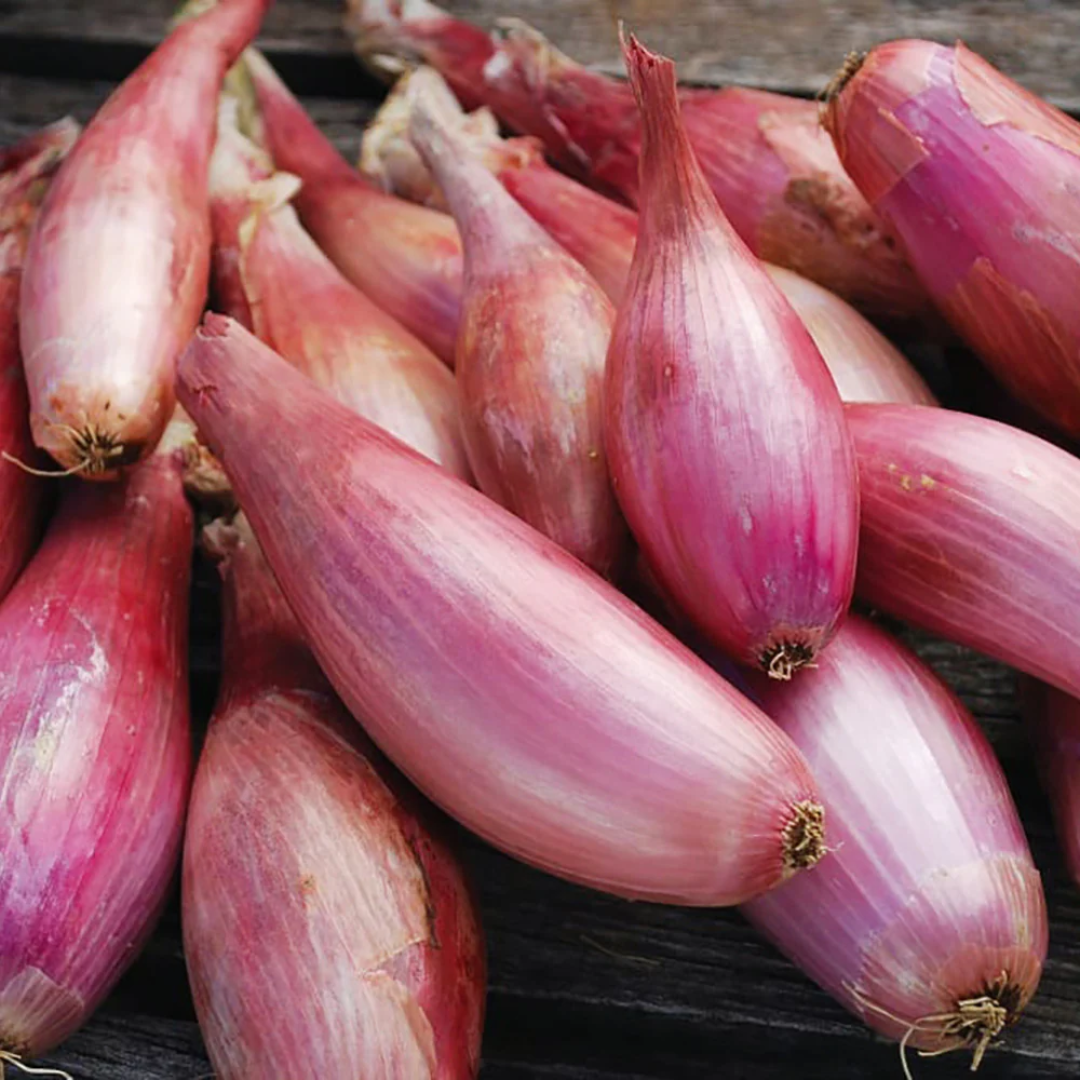 Shallot Onion Supplier For Gourmet Dishes