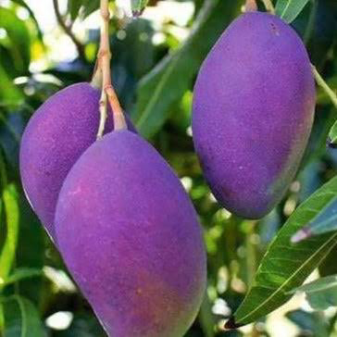Palmer Mango Wholesale For Fresh Juicy Export Taste