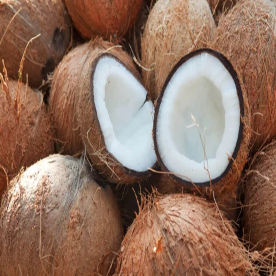 Top Semi Husk Coconut – Fresh Coconut Wholesale Supplier | India