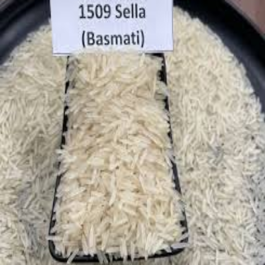 1509 Basmati Sella Rice – Dubai Wholesale Exporters