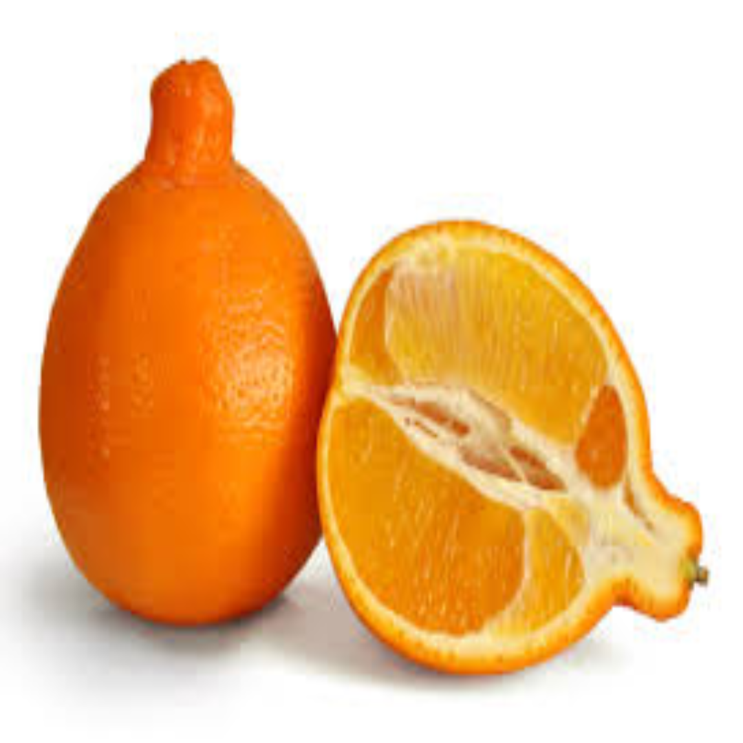 Wholesale Tangelo Orange Seedlings Supplier – Dubai, UAE