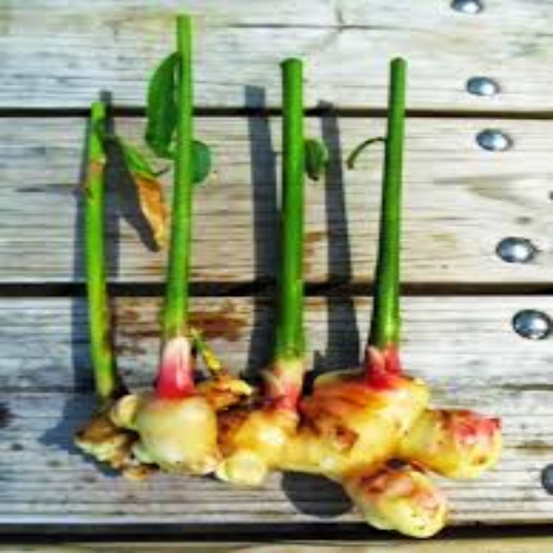 Wholesale Fresh Baby Ginger Root Culinary Dubai, UAE