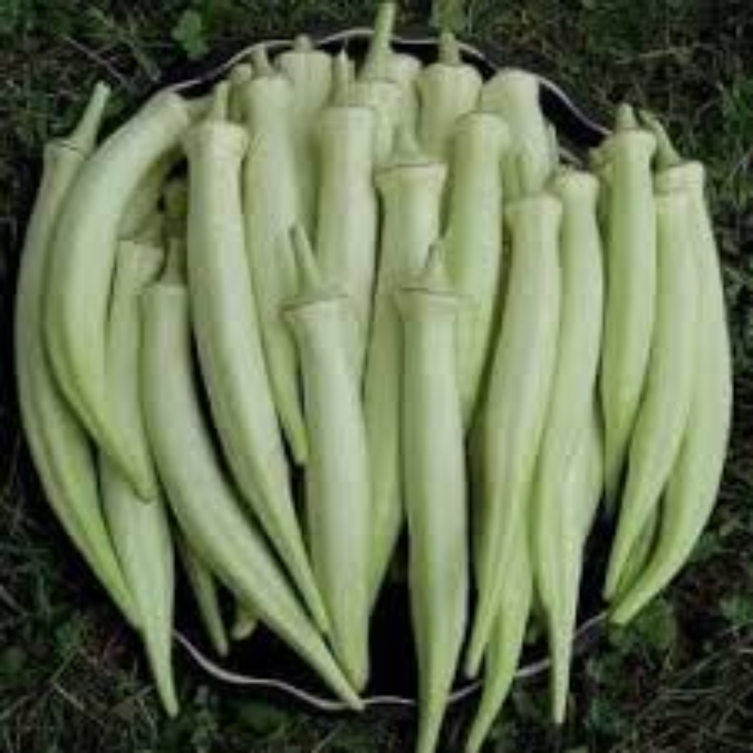 Wholesale Okra White Lady Finger Distributor UAE