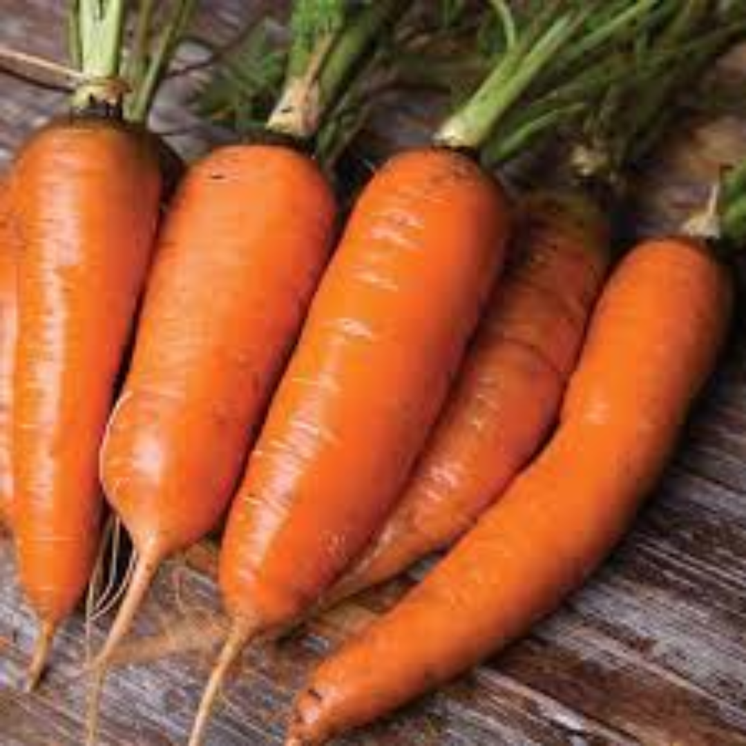 Wholesale Danvers 126 Carrot Supplier UAE