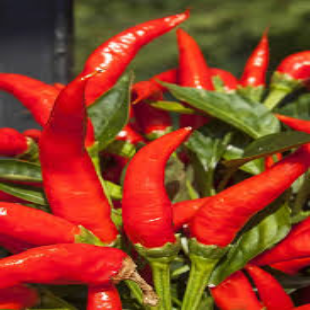 Wholesale Mirasol Chile Hot Pepper Supplier in UAE