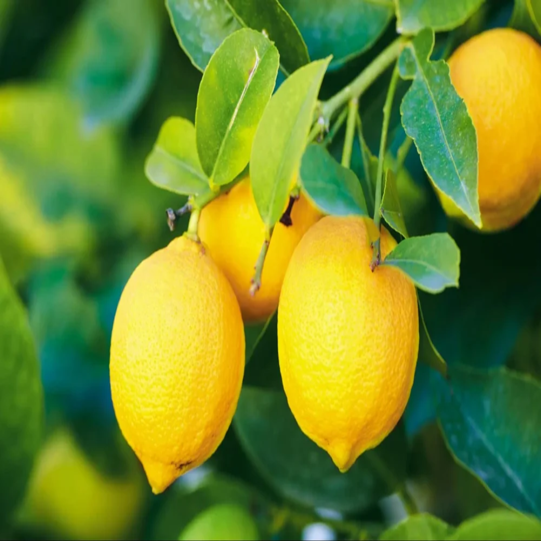 Wholesale Imported Lemon Distributor and Wholesaler – Dubai