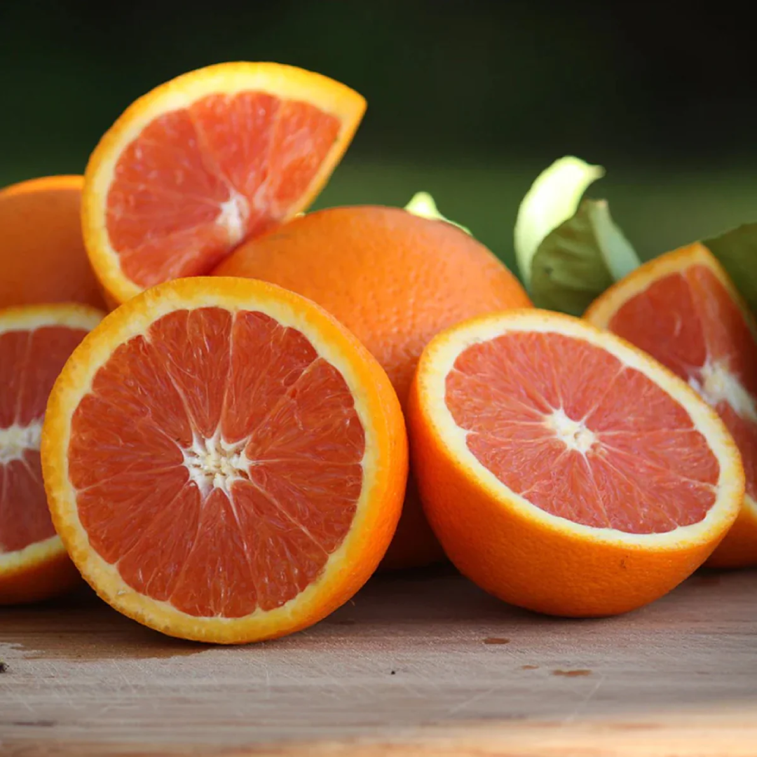 Cara Cara Orange Live Plant (Citrus sinensis 'Cara Cara') – Wholesale Supplier