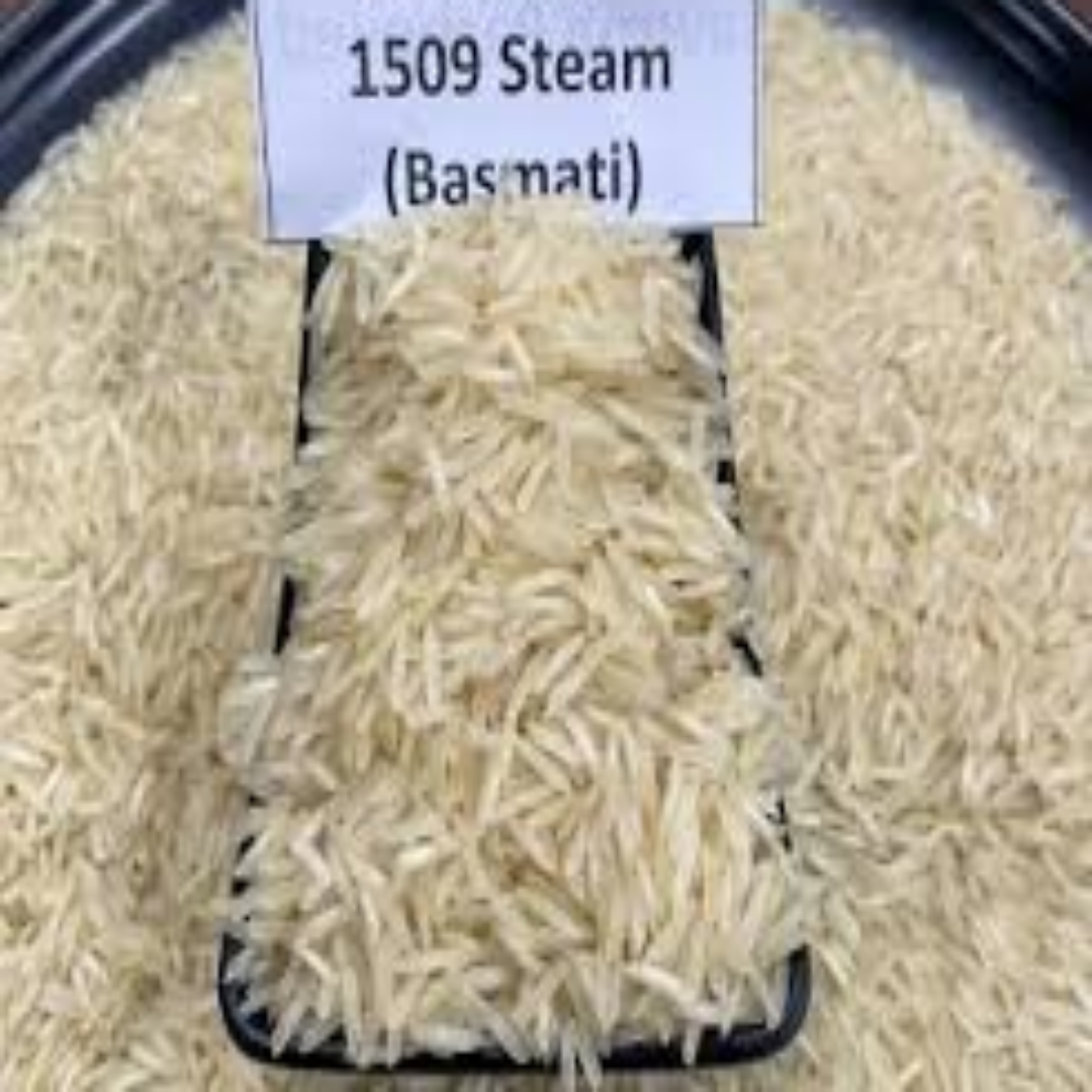 1509 Basmati Steam Rice – Arab States Exporters & Suppliers
