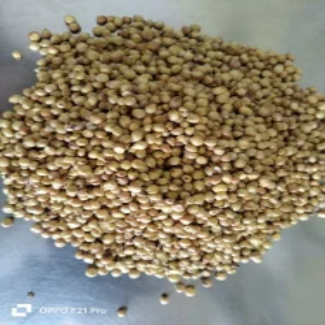 Yellow Organic Proso Millet - Wholesale Supplier