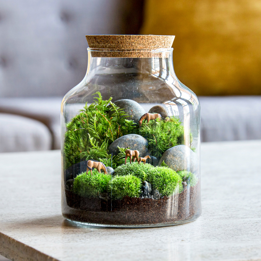 Glass Terrariums UAE Modern Indoor Planters