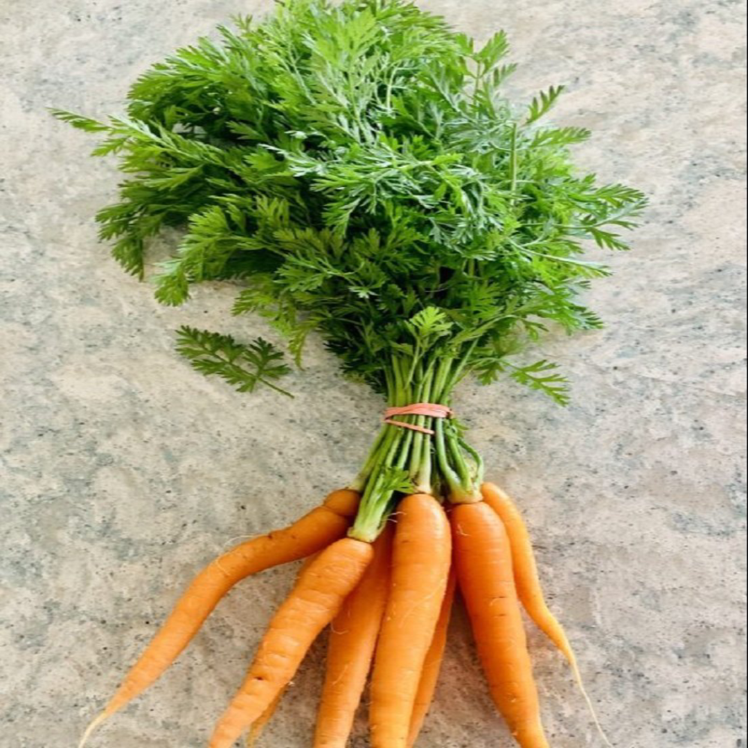Trader Fresh Baby Carrot UAE Exporter