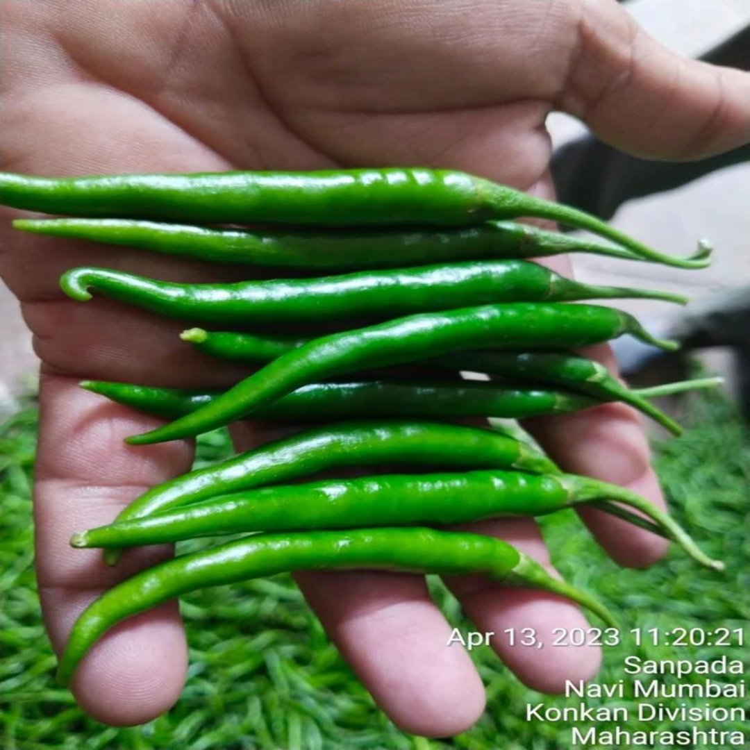 Wholesale A Grade G4 Green Chilli – Kuwait