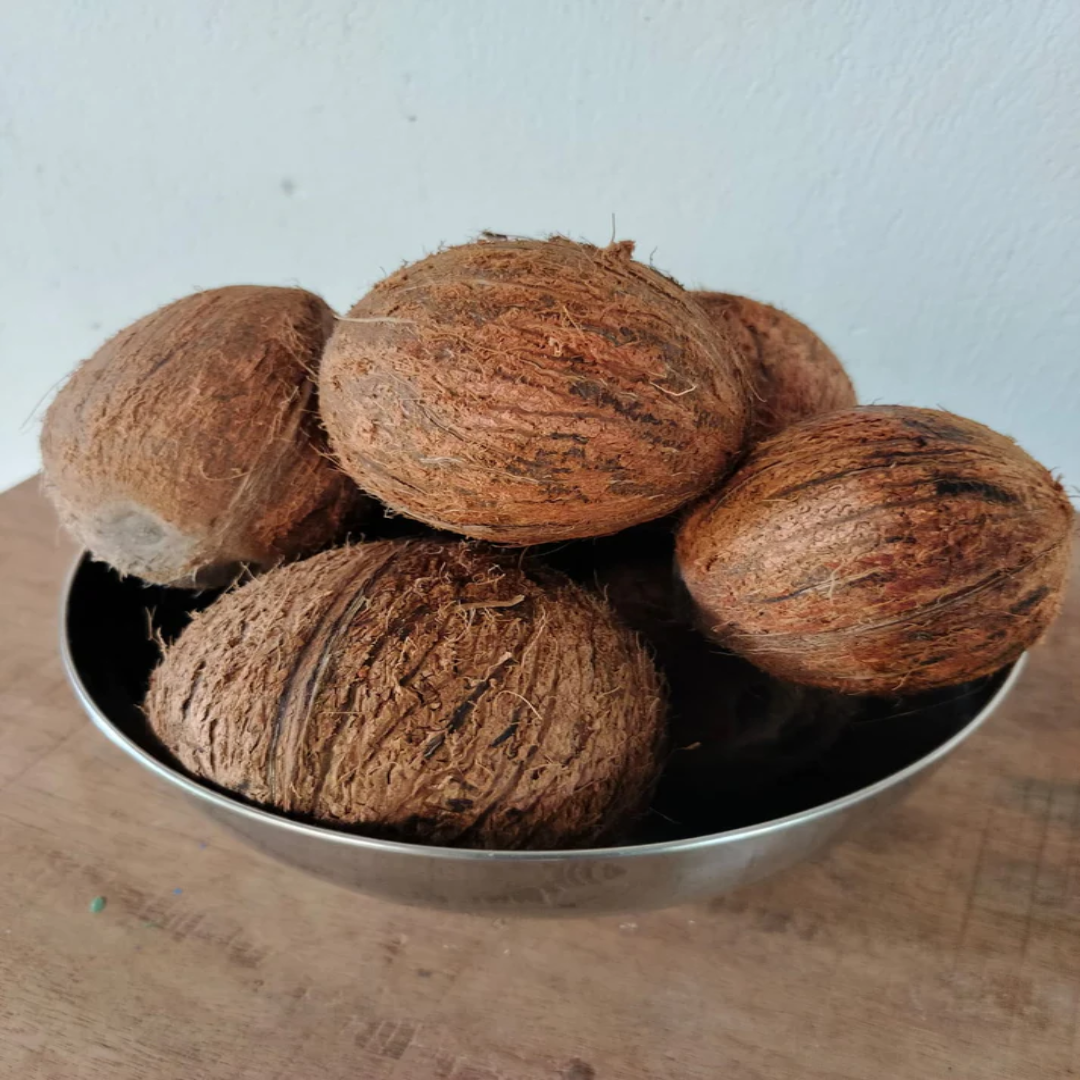 Fresh Brown Peeled Coconut Trader Dubai