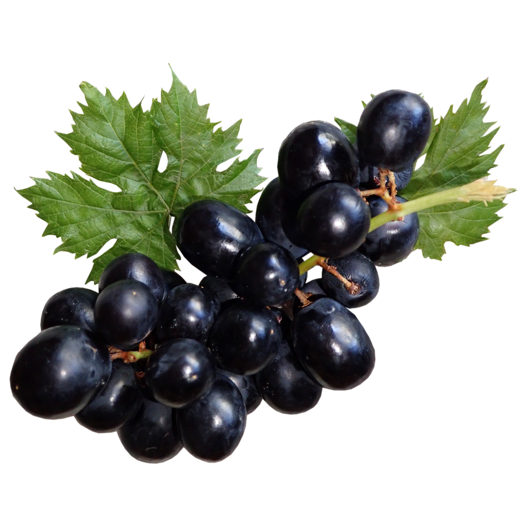 A Grade Krushna Black Grapes Distributor UAE