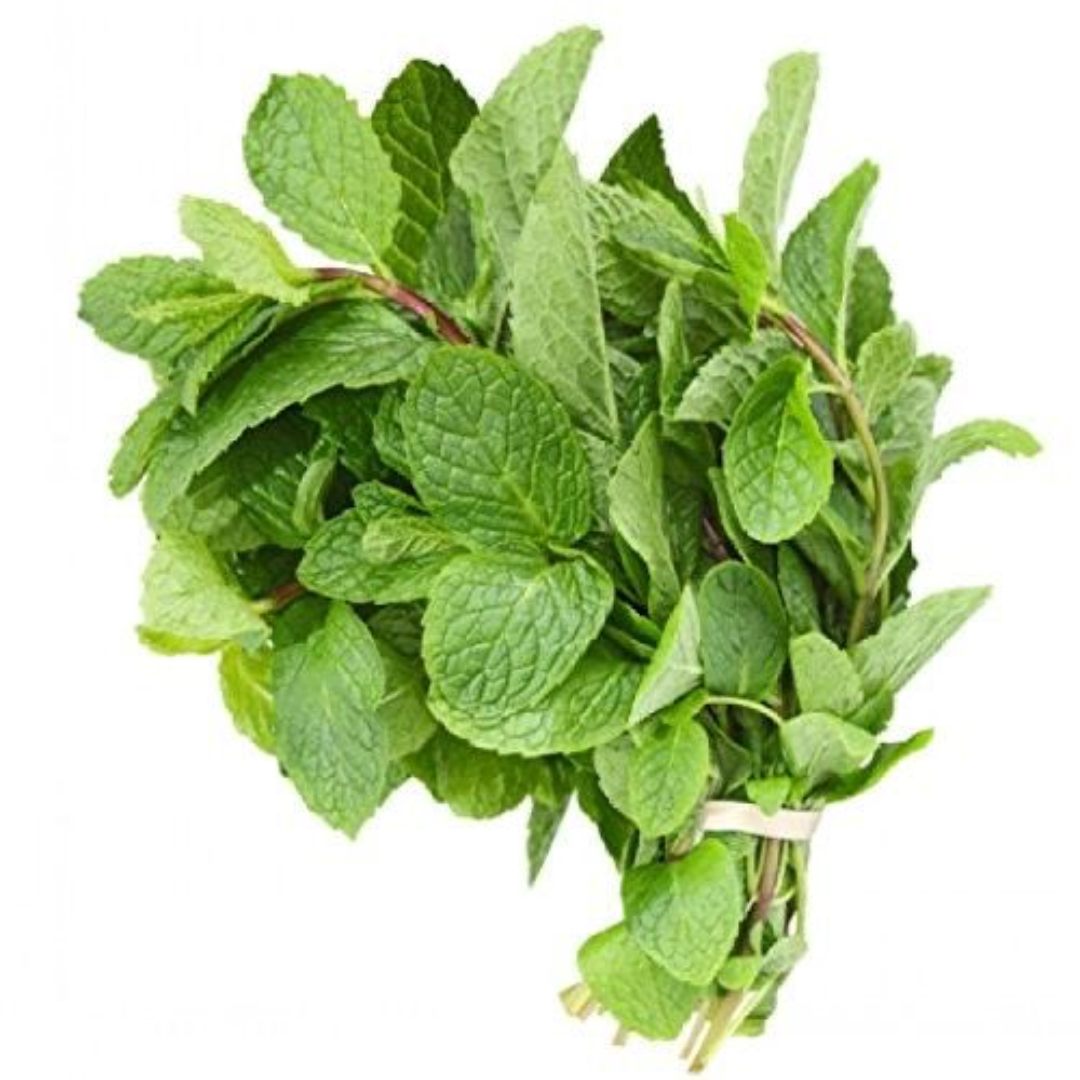 Fresh Mint Leaves Aromatic Herb UAE Supplier