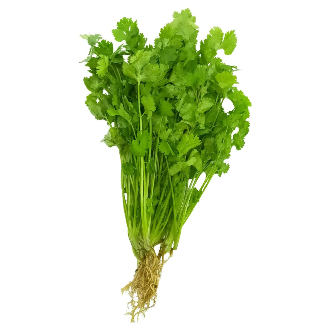 Parsley Cilantro Leaf Fresh Herbs UAE Wholesaler