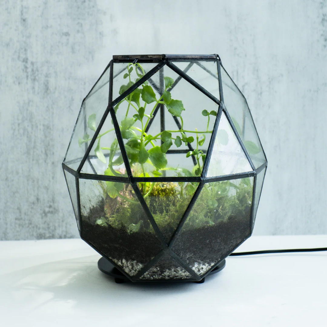 Closed Bioactive Terrarium For Amphibians