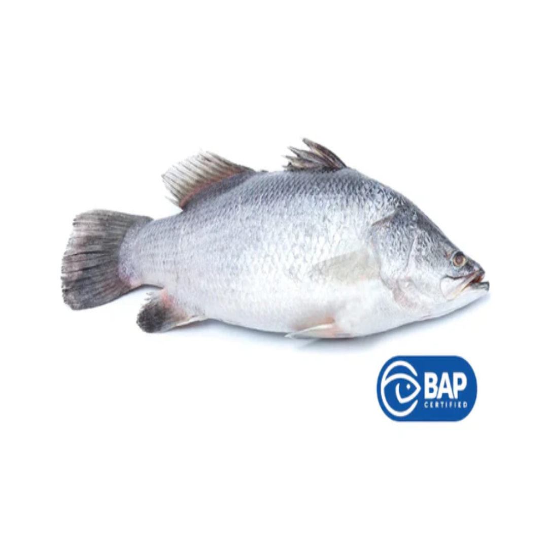 Barramundi Whole Fresh Fish 4.5kg Buy in Malaysia