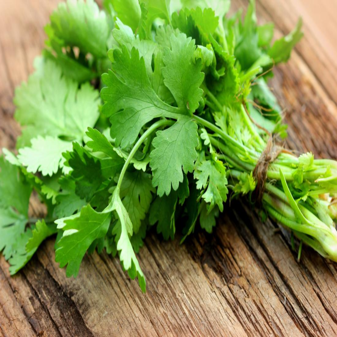 Fresh Coriander Leaves Herb Supply Malaysia