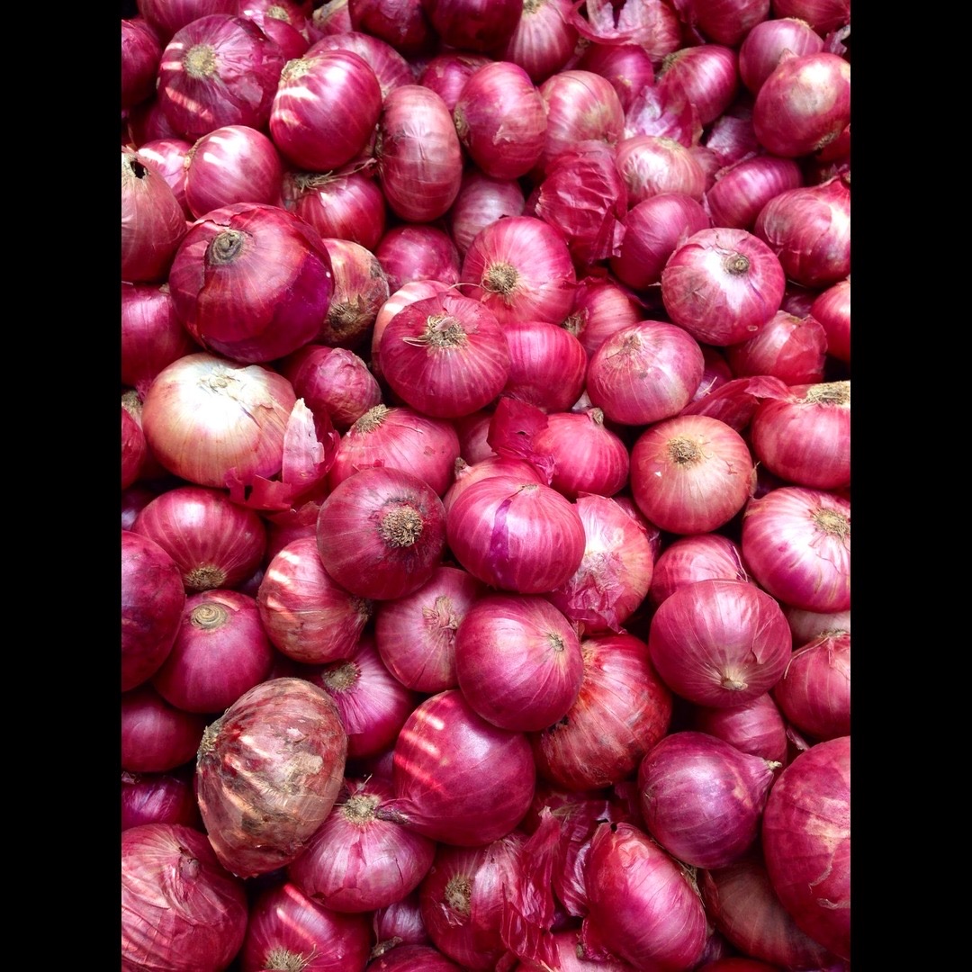 Fresh Onion High-Quality Supplier Online Purchase
