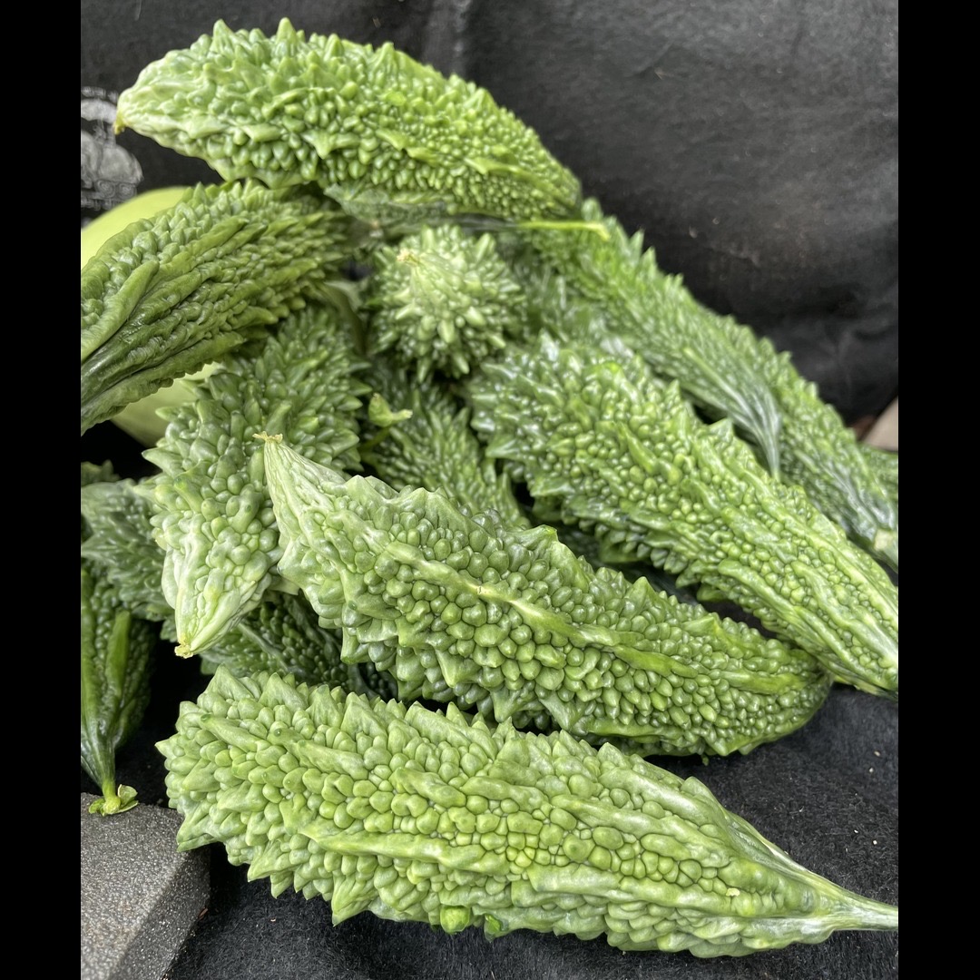 Fresh Bitter Gourd Export Grade Supplier India