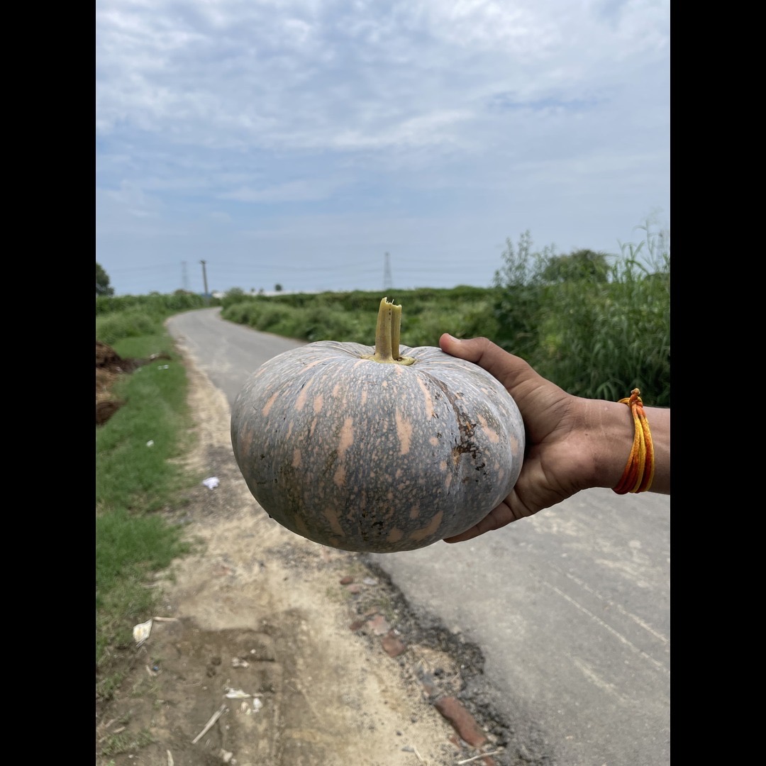 Fresh Pumpkin Seasonal Harvest India Exporter