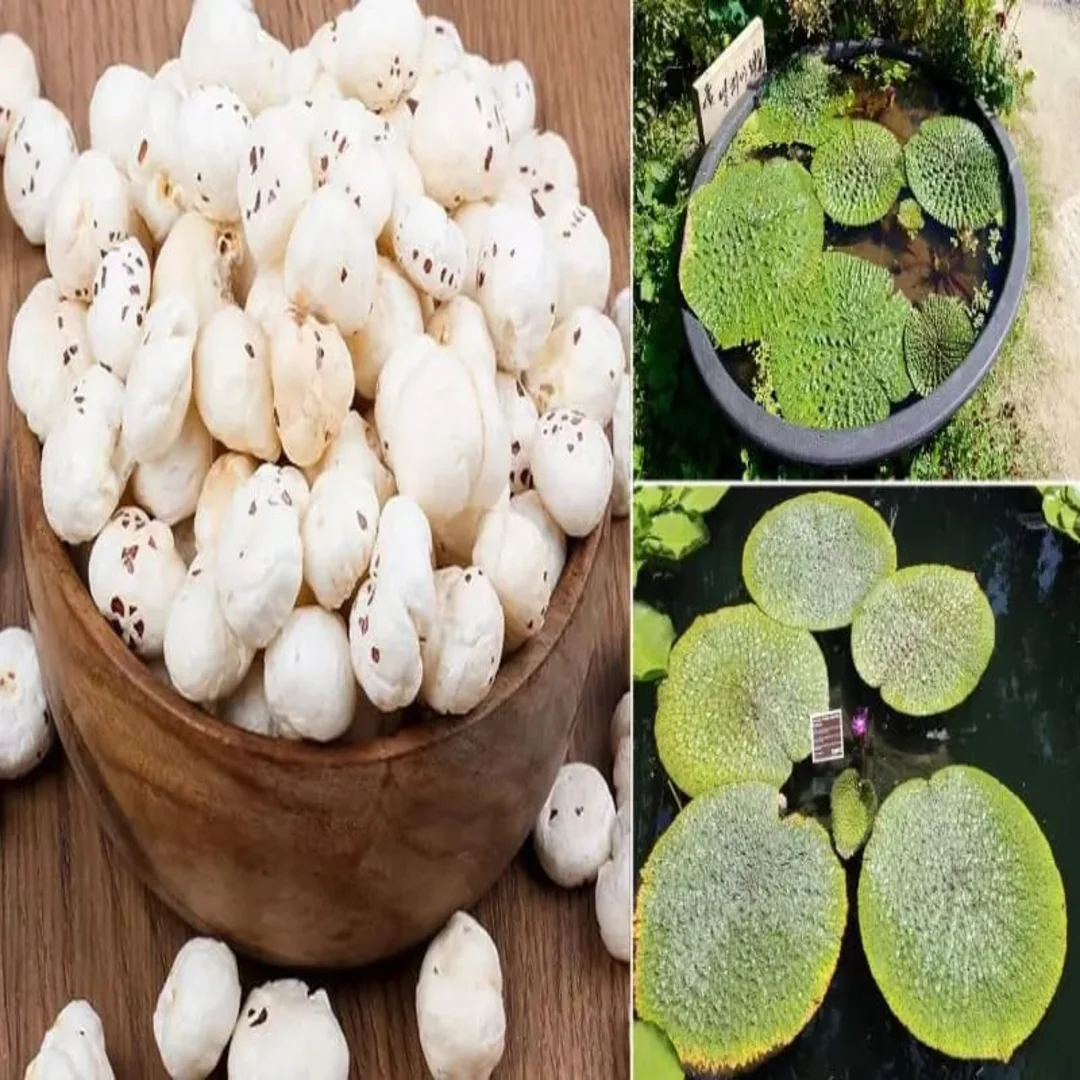 5 Suta Makhana