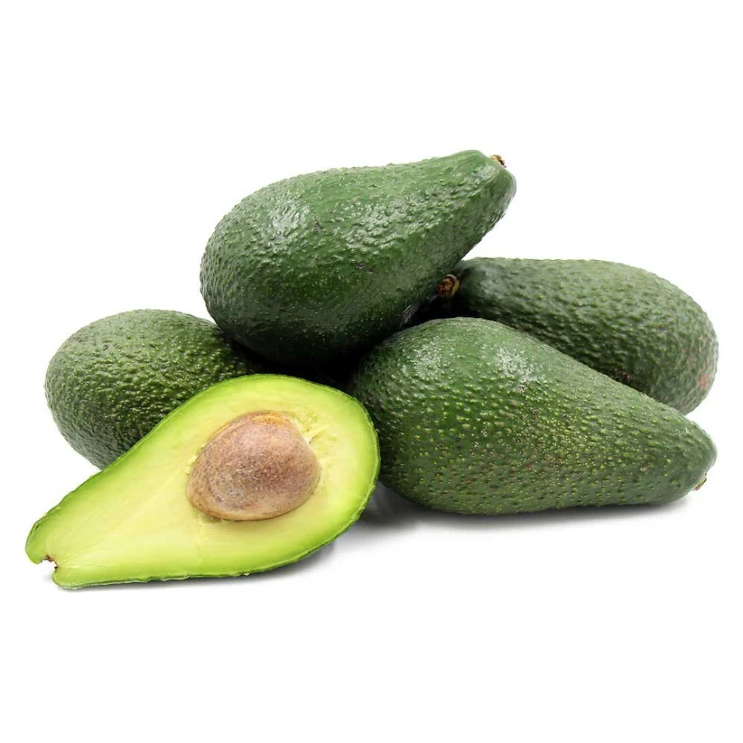 Green Black Pinkerton Avocado Plant Distributor UAE