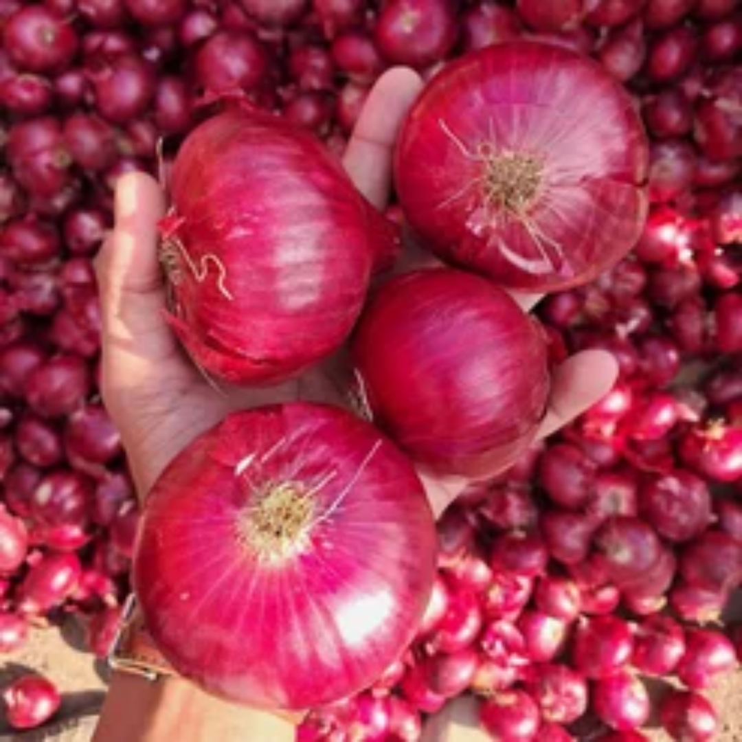  Colombo Red Onion UAE Exporter