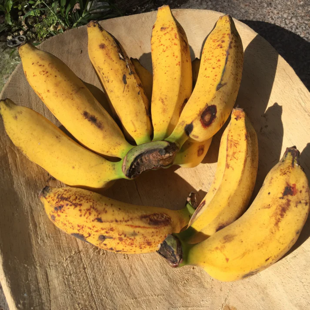Wholesale Supplier of Pisang Raja Bananas