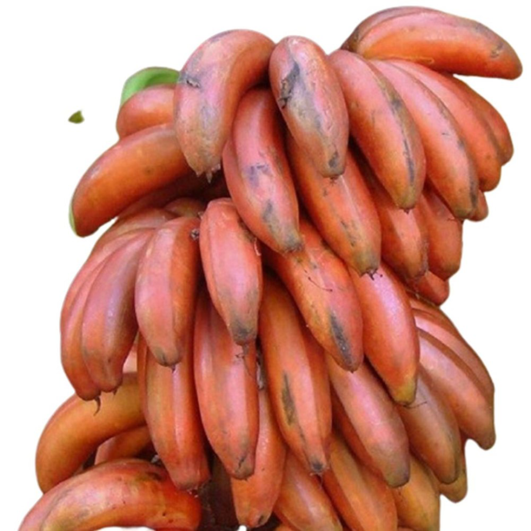 Wholesale Supplier of A Grade Organic Red Banana Carton