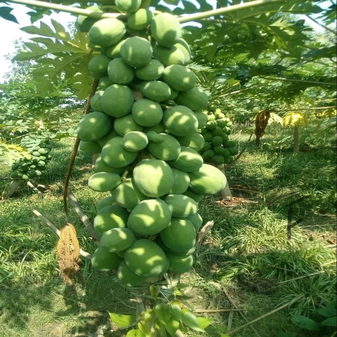 Wholesale RED LADY 786 Papaya Plants – Kuwait
