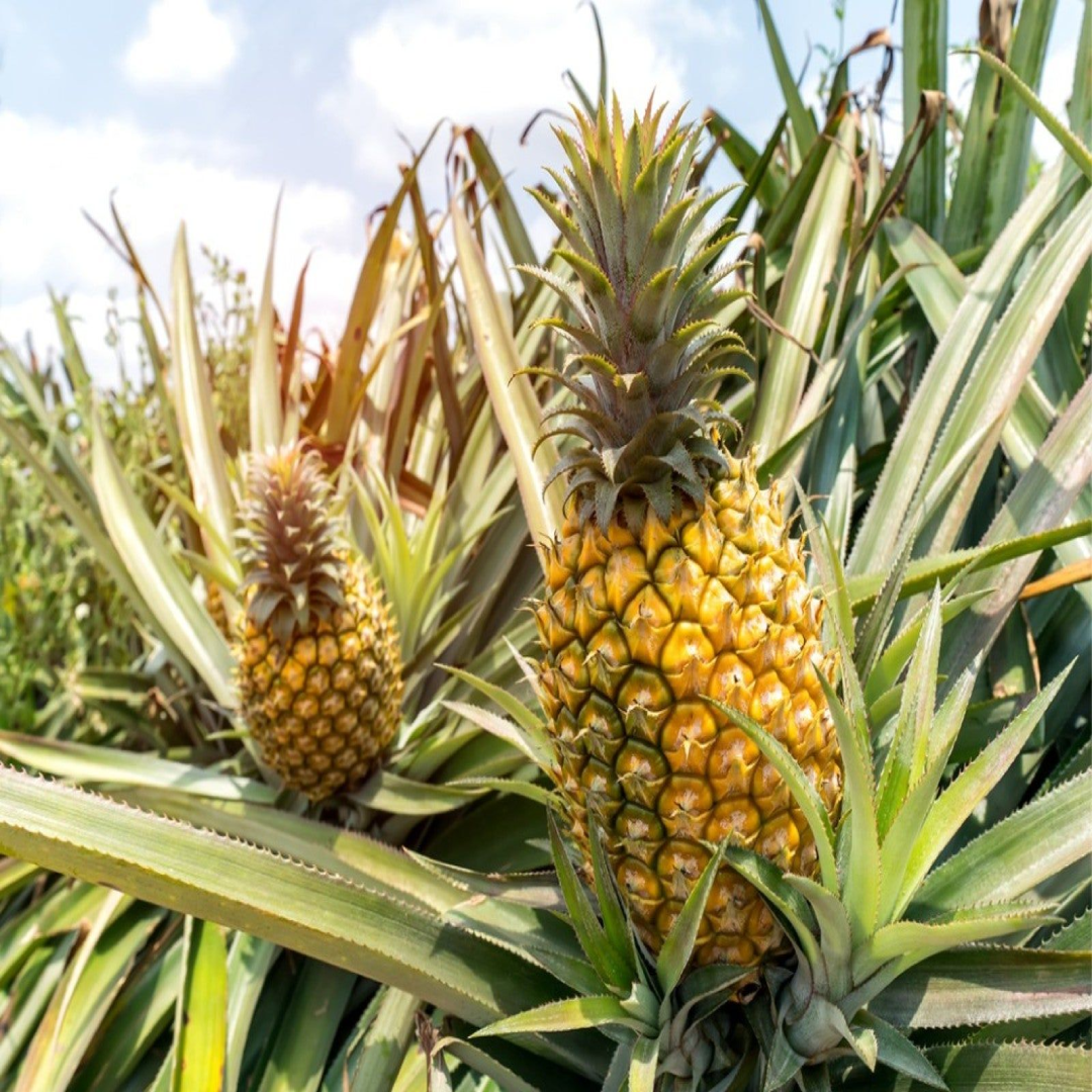 Pineapple For Fresh Tropical Sweetness