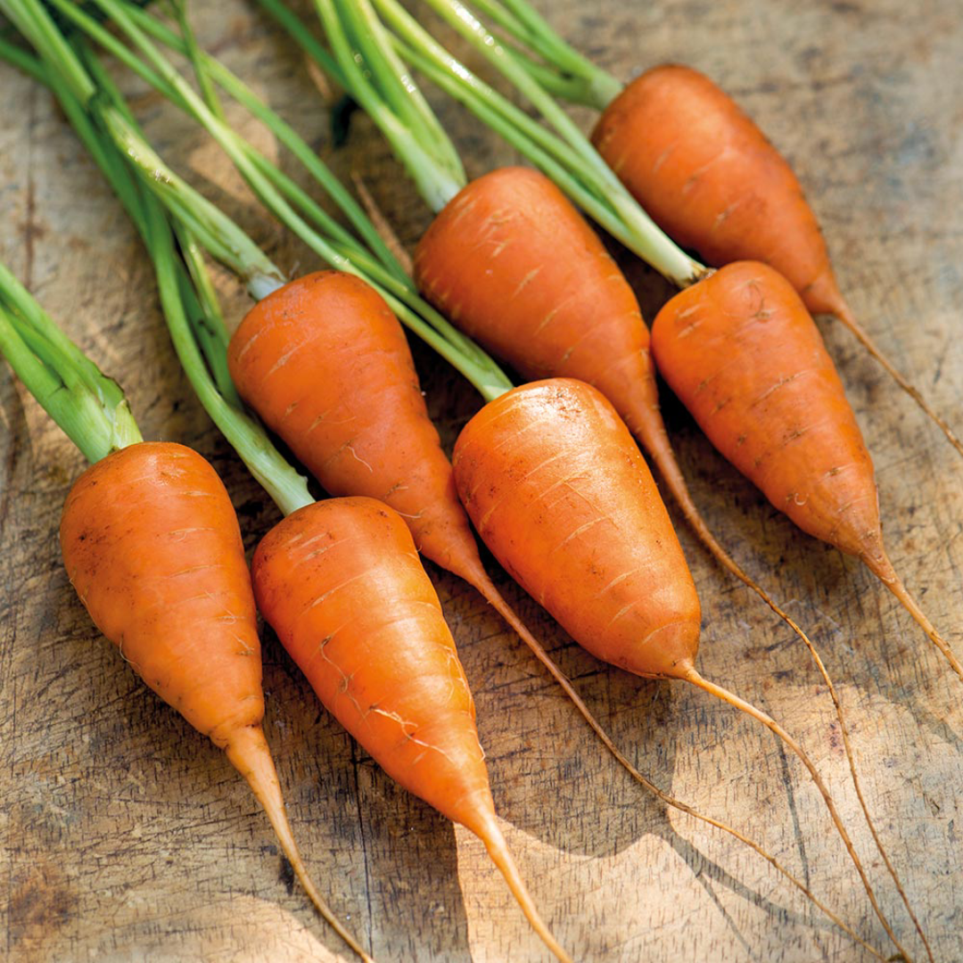 Chantenay Carrots Wholesale For Sweet Garden Flavor