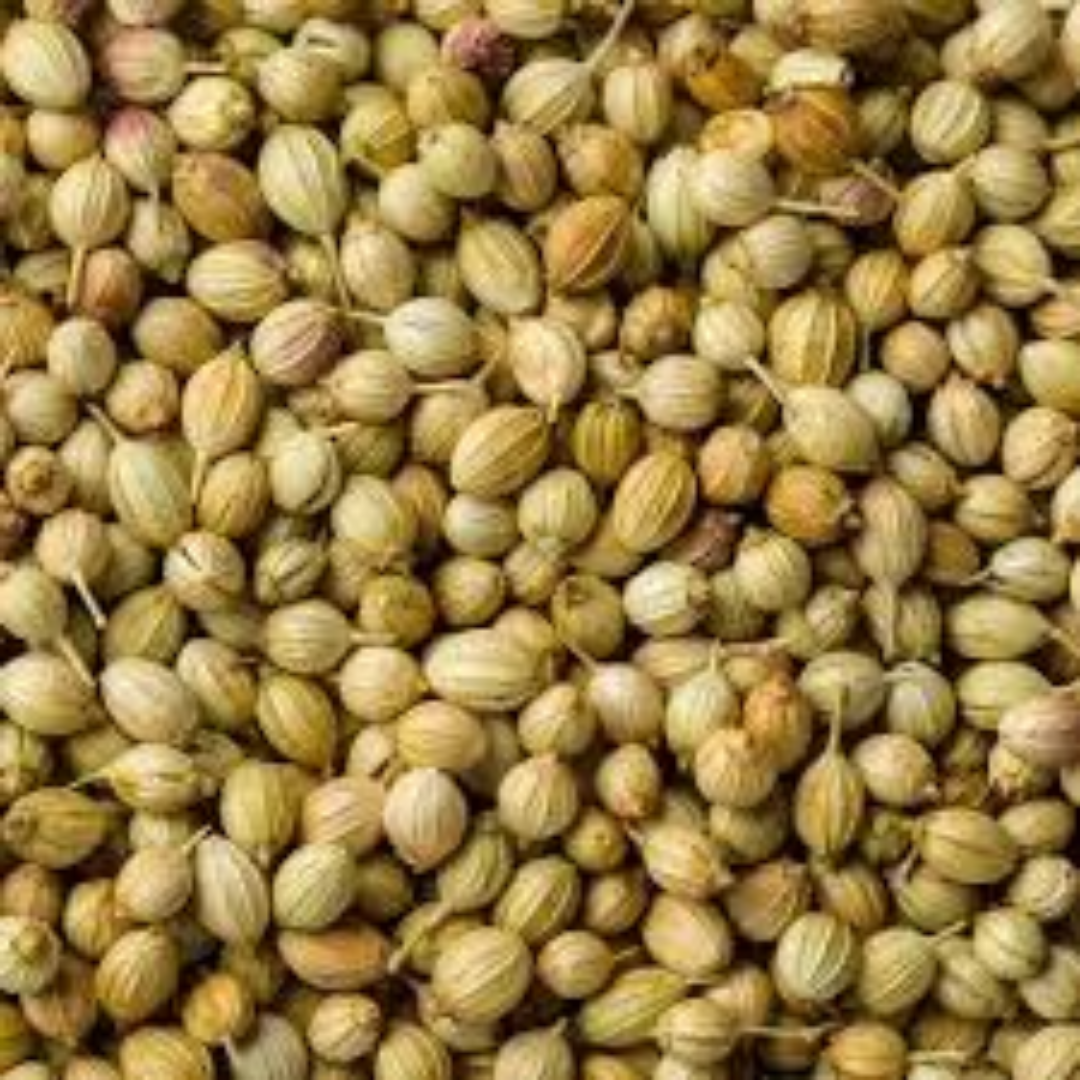 Coriander Whole – Wholesale Suppliers & Distributors in Dubai & UAE