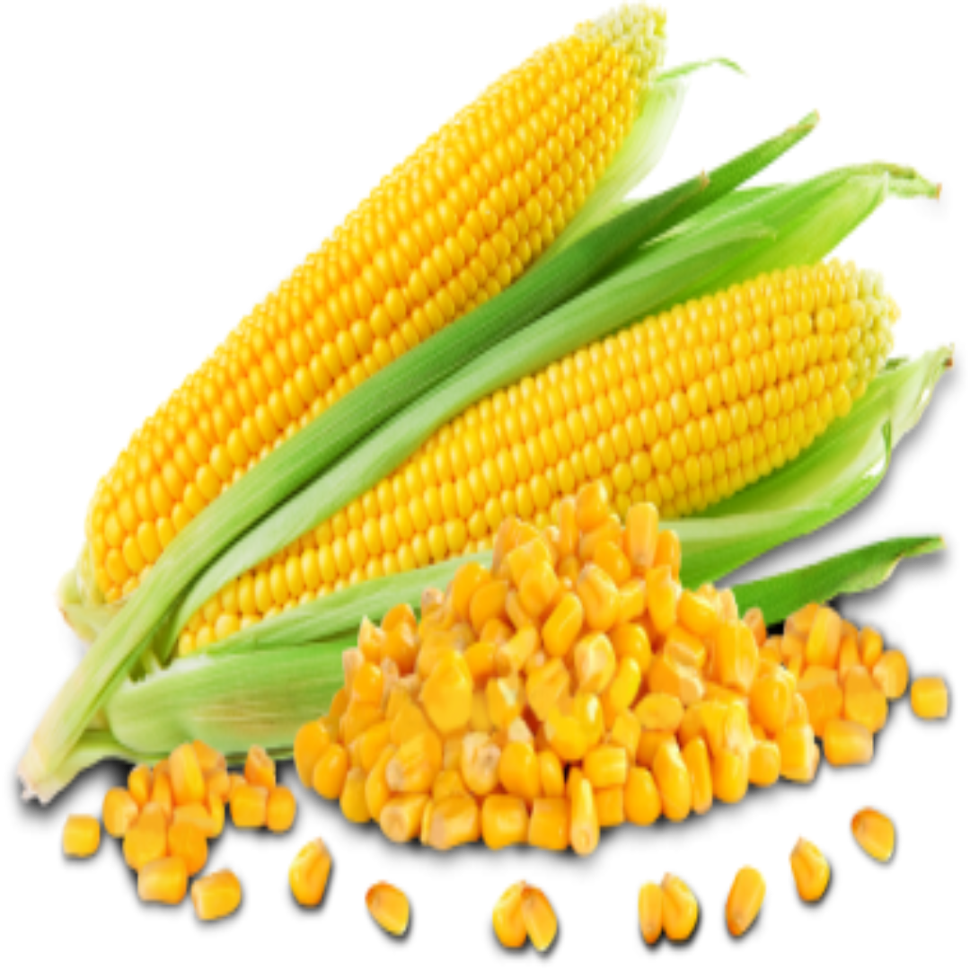 High Quality Kernel Corn For Crunchy Sweet Taste