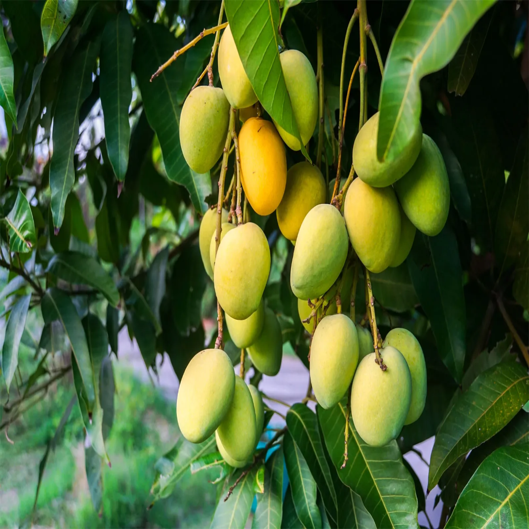 Mango For Juicy Flavor And Natural Energy