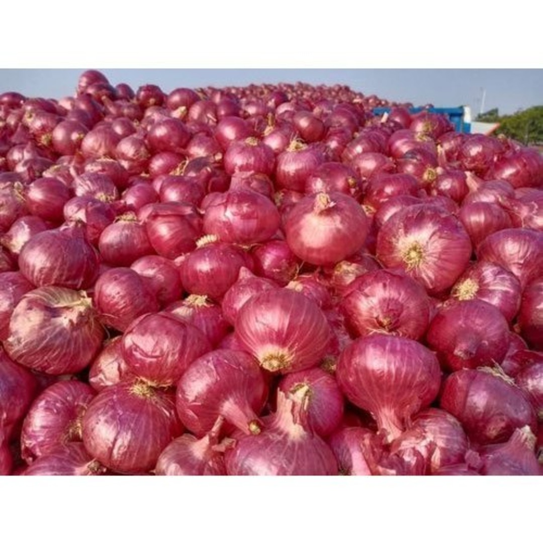 Red Onion form Fresh Maharashtra for Wholesale | Buy Online