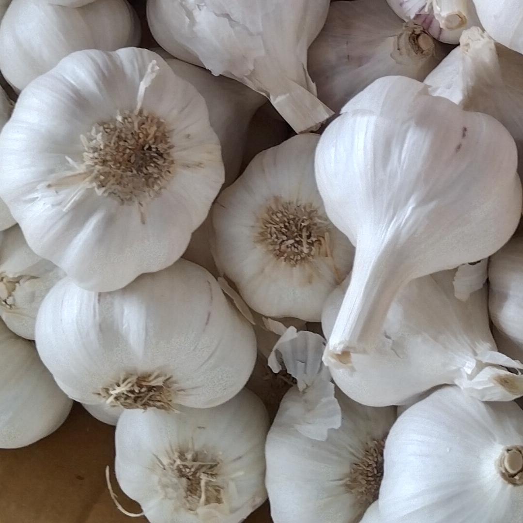 Fresh Garlic Wholesale Supplier in India
