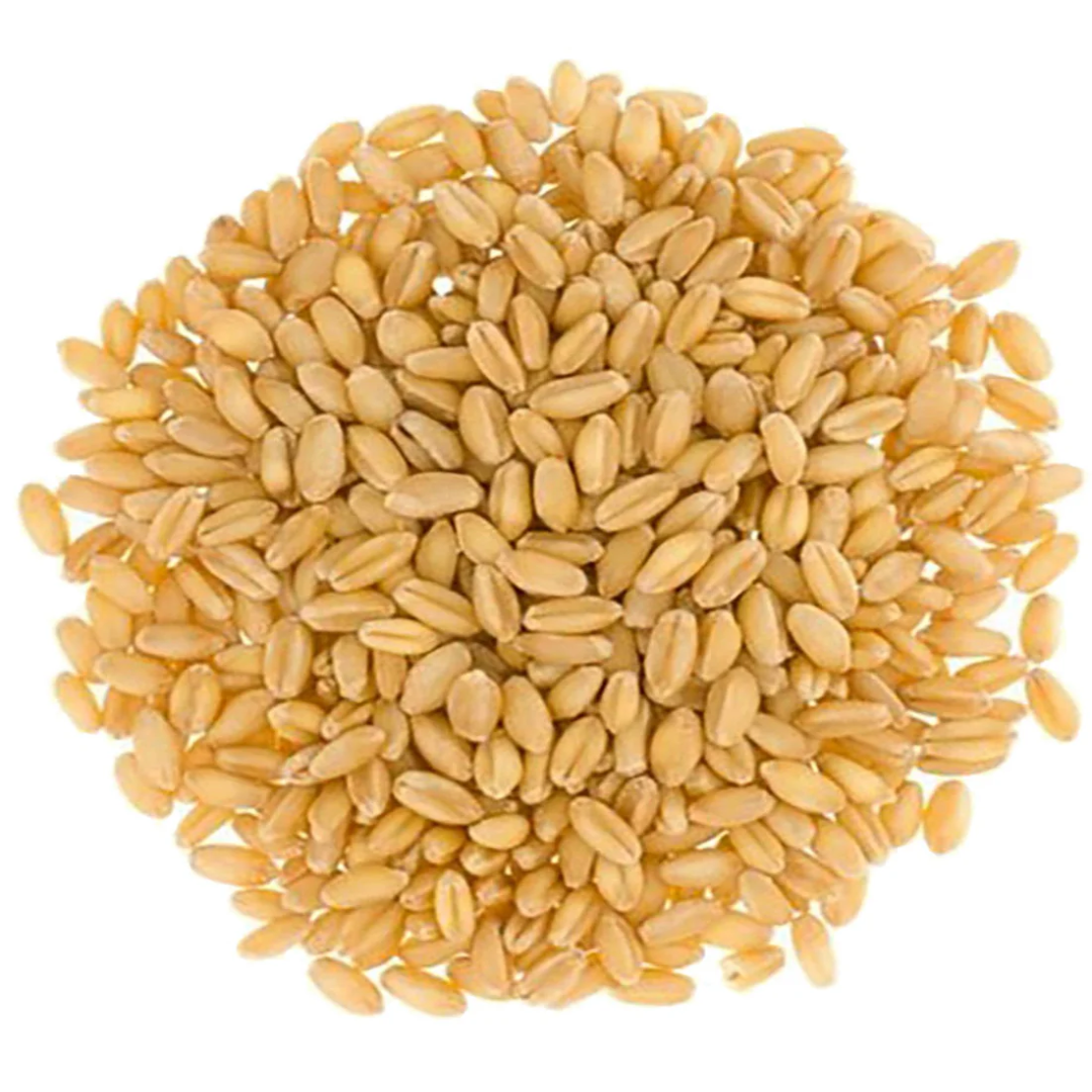 Wholesale Whole White Wheat FAQ in UAE
