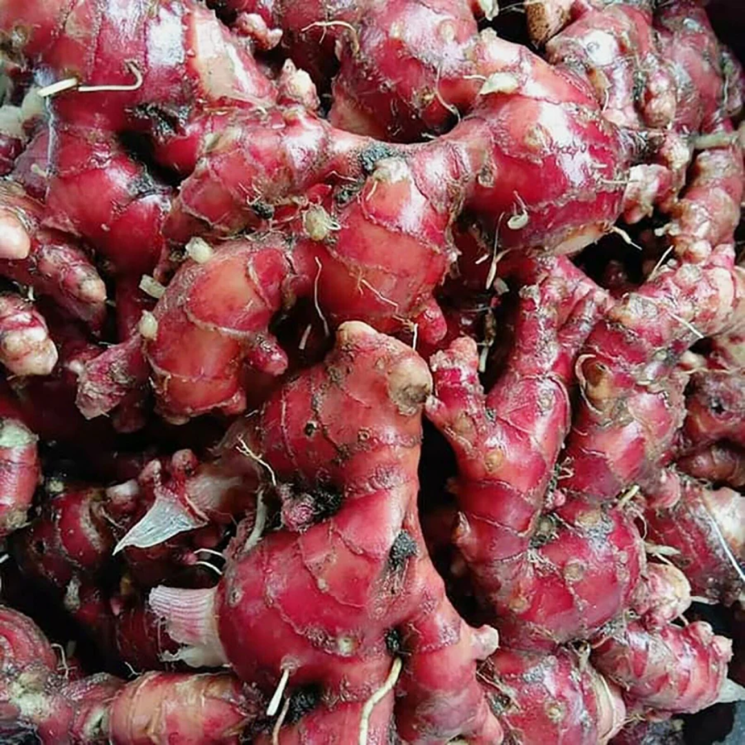 Wholesale Red Ginger Rhizome Chuvanna Inchi Dubai, UAE