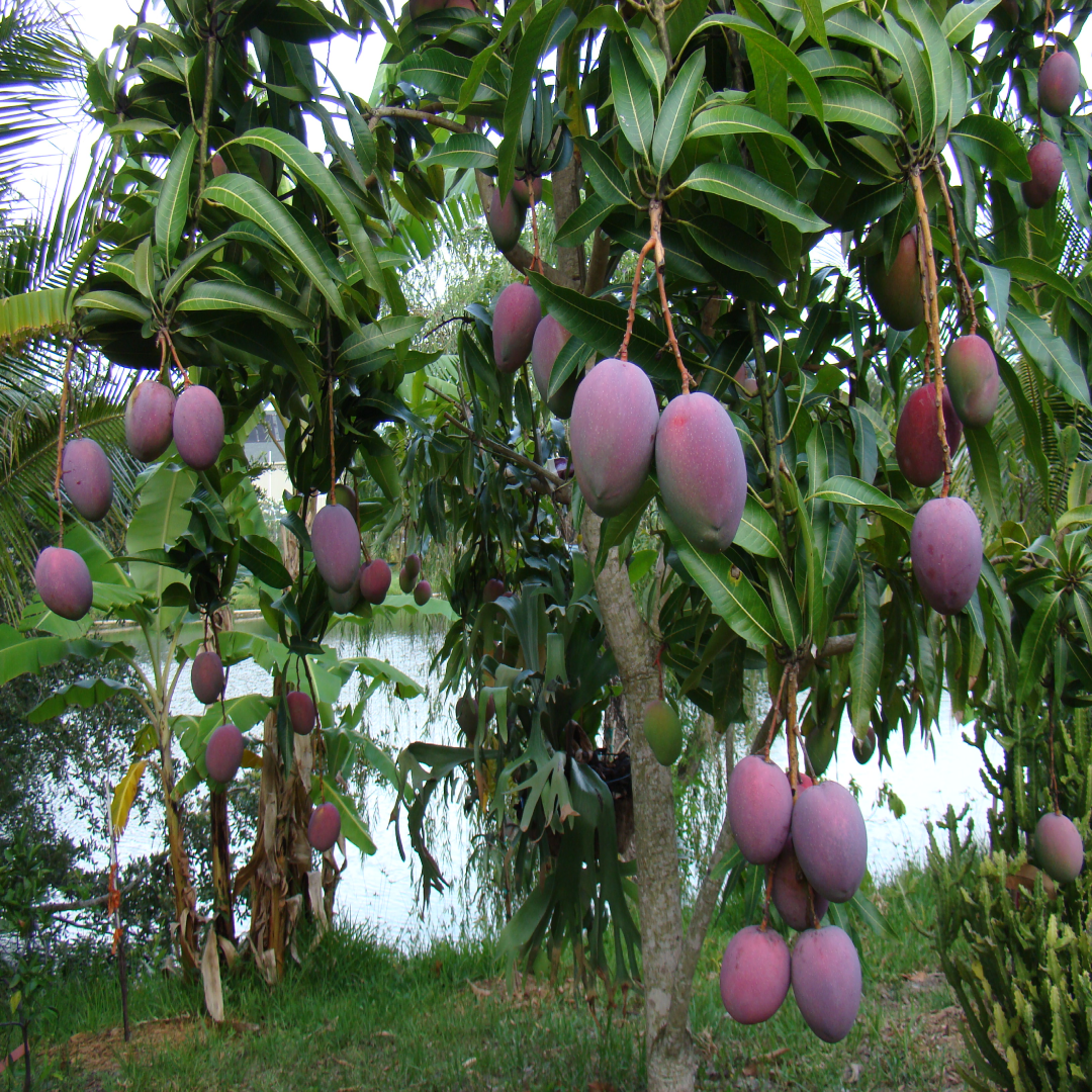 Tommy Atkins Mango Distributor For Export Quality Fruit
