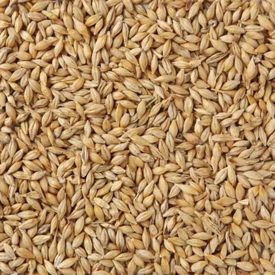 Barley Malt Grain, 5 Kg - Wholesale Supplier