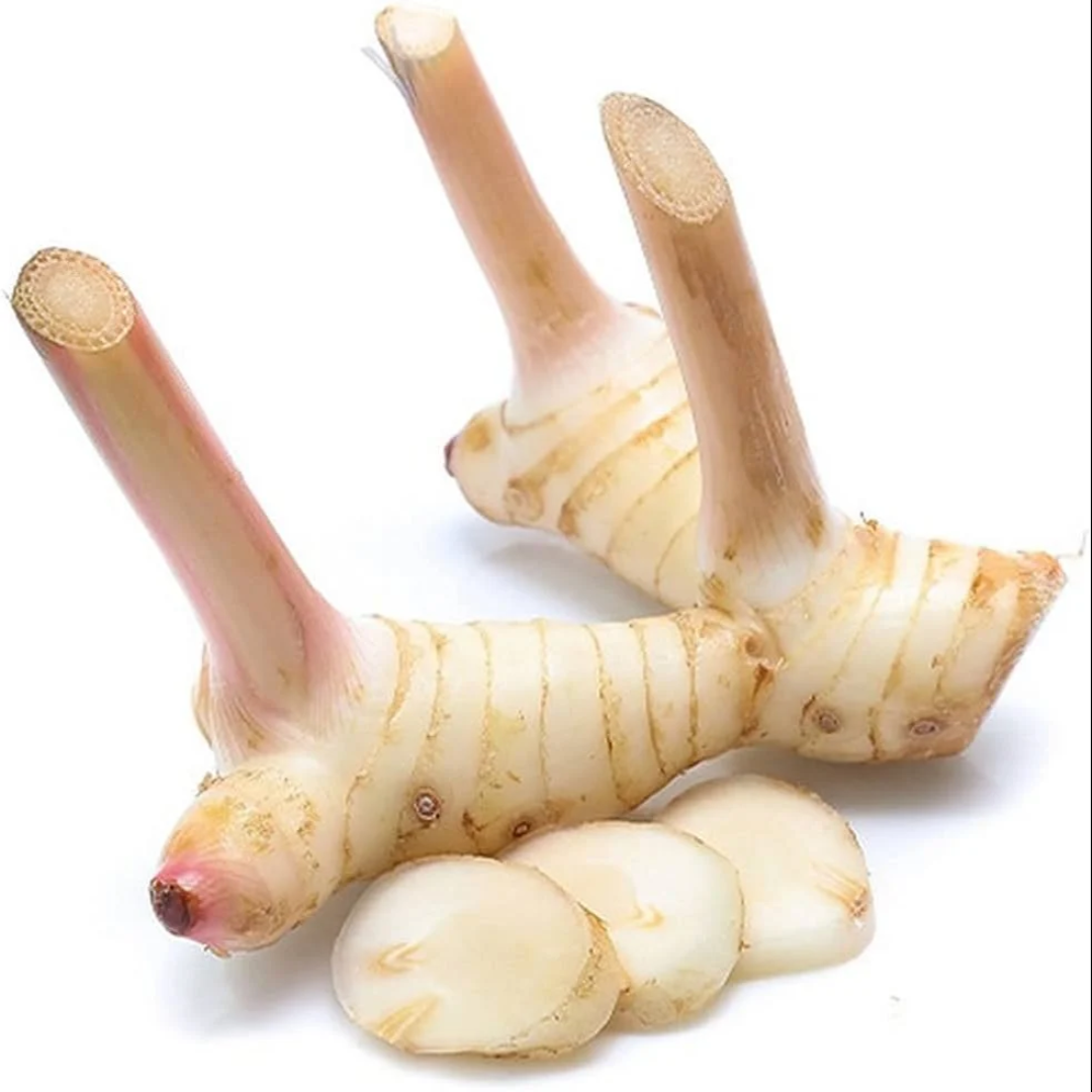 A Grade Galangal Thai Ginger