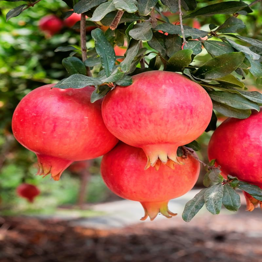 Parfianka Pomegranates with Rich Juicy Sweetness and Aroma